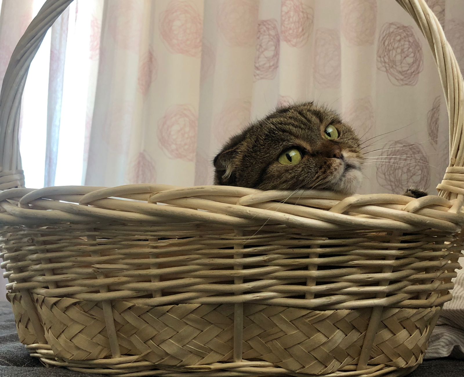 My cat Shanti